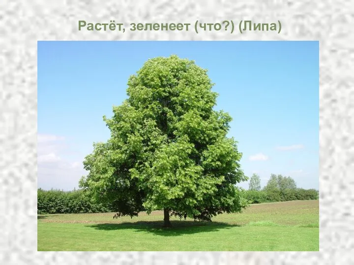 Растёт, зеленеет (что?) (Липа)