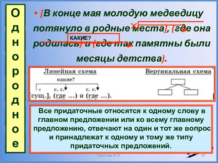 [В конце мая молодую медведицу потянуло в родные места], (где она