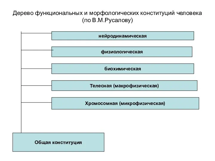 Дерево функциональных и морфологических конституций человека (по В.М.Русалову) нейродинамическая физиологическая биохимическая