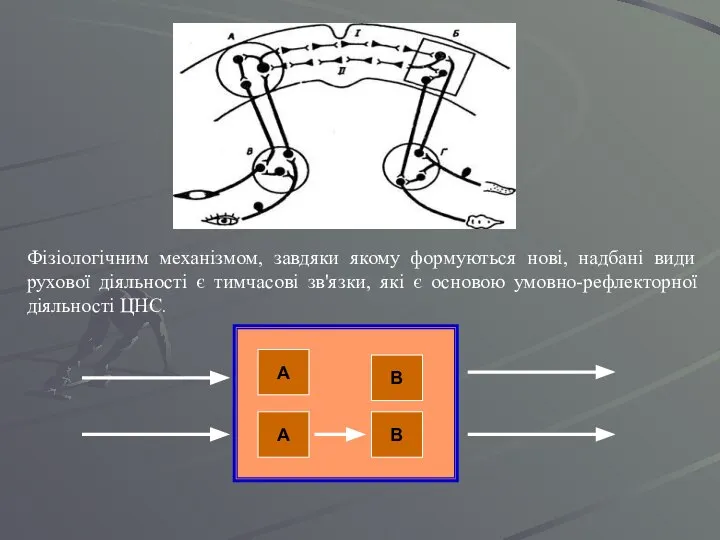 А А В В Фізіологічним механізмом, завдяки якому формуються нові, надбані