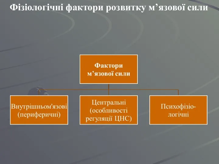 Фізіологічні фактори розвитку м’язової сили