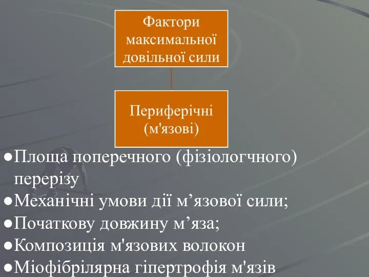 Площа поперечного (фізіологчного) перерізу Механічні умови дії м’язової сили; Початкову довжину