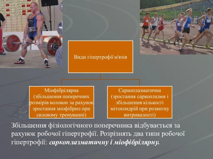 Збільшення фізіологічного поперечника відбувається за рахунок робочої гіпертрофії. Розрізнять два типи робочої гіпертрофії: саркоплазматичну і міофібрілярну.