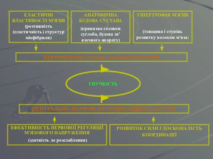 ГНУЧКІСТЬ ПЕРИФЕРИЧНІ (м'язово-суглобові) ФАКТОРИ ЦЕНТРАЛЬНО-НЕРВОВІ (КООРДИНАЦІЙНІ) ФАКТОРИ ЕЛАСТИЧНІ ВЛАСТИВОСТІ М'ЯЗІВ (розтяжність