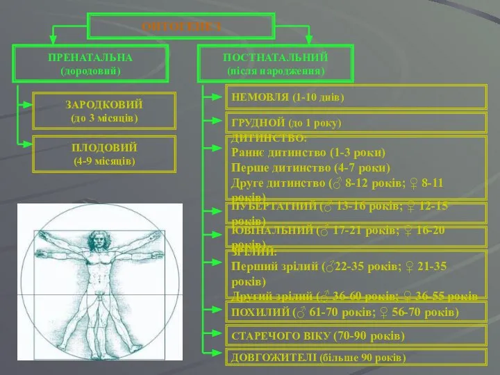 ОНТОГЕНЕЗ ПОСТНАТАЛЬНИЙ (після народження) ПРЕНАТАЛЬНА (дородовий) ЗАРОДКОВИЙ (до 3 місяців) ПЛОДОВИЙ