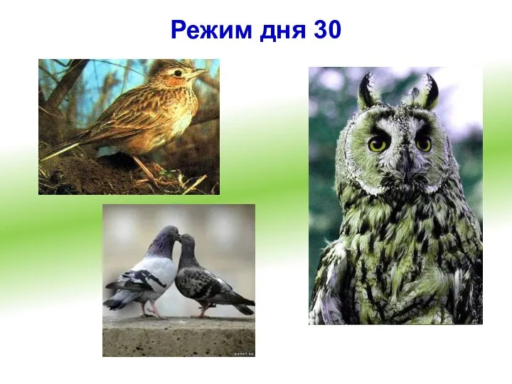 Режим дня 30