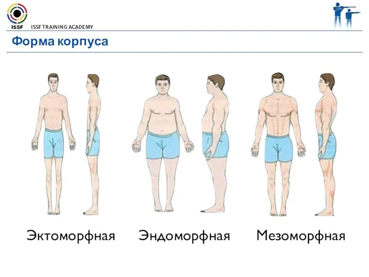 Форма корпуса Эктоморфная Эндоморфная Мезоморфная