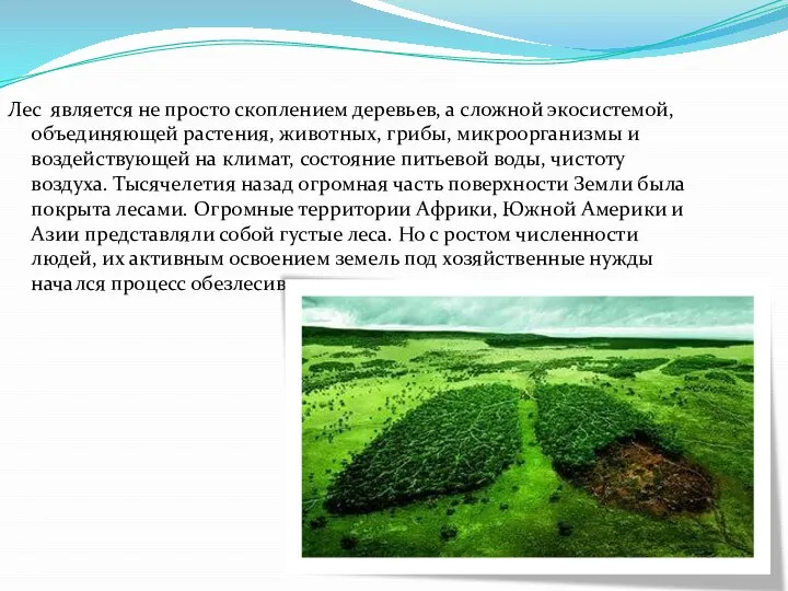 Лес является не просто скоплением деревьев, а сложной экосистемой, объединяющей растения,