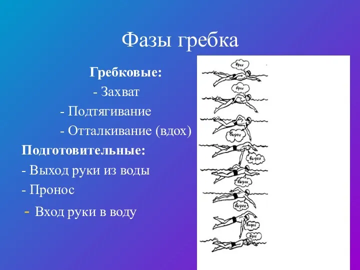 Фазы гребка Гребковые: - Захват - Подтягивание - Отталкивание (вдох) Подготовительные: