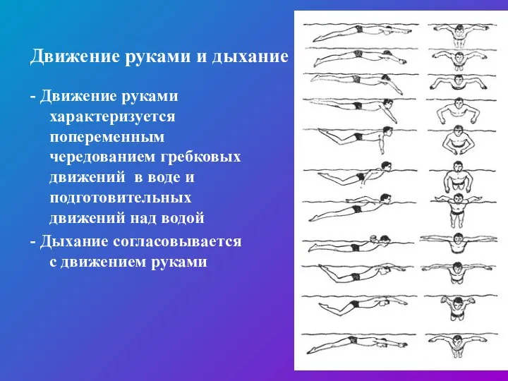 Движение руками и дыхание - Движение руками характеризуется попеременным чередованием гребковых