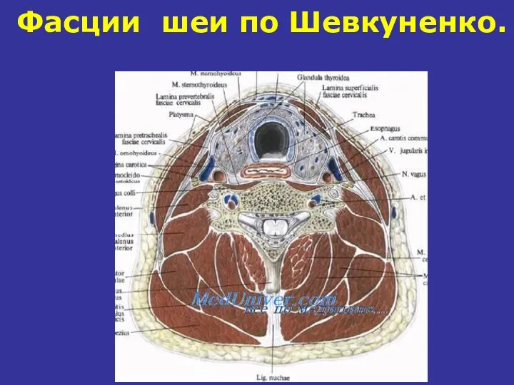 Фасции шеи по Шевкуненко.