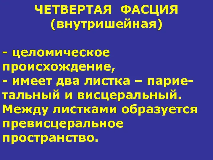 ЧЕТВЕРТАЯ ФАСЦИЯ (внутришейная) - целомическое происхождение, - имеет два листка –