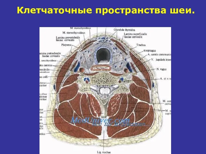 Клетчаточные пространства шеи.