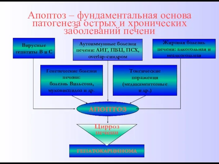 Апоптоз – фундаментальная основа патогенеза острых и хронических заболеваний печени Вирусные