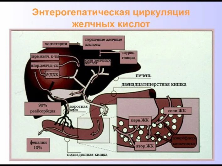 Энтерогепатическая циркуляция желчных кислот