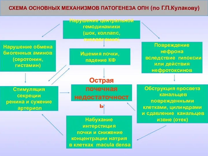 Нарушение центральной гемодинамики (шок, коллапс, гиповолемия) Набухание интерстиция почки и снижение