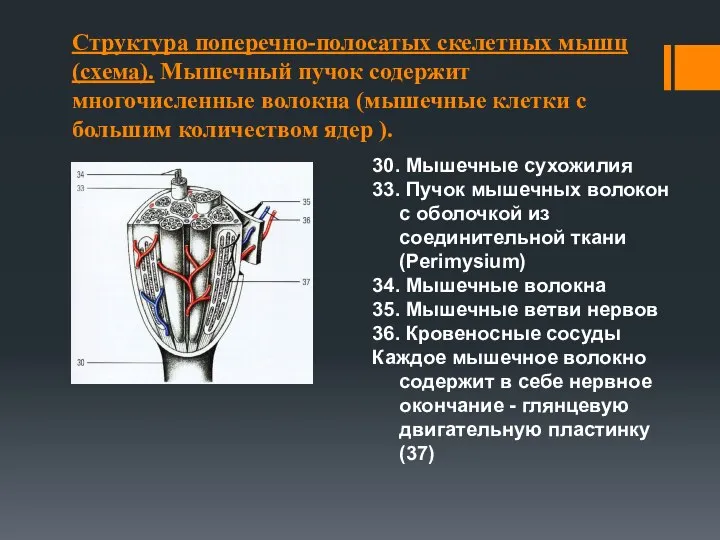 Структура поперечно-полосатых скелетных мышц (схема). Мышечный пучок содержит многочисленные волокна (мышечные