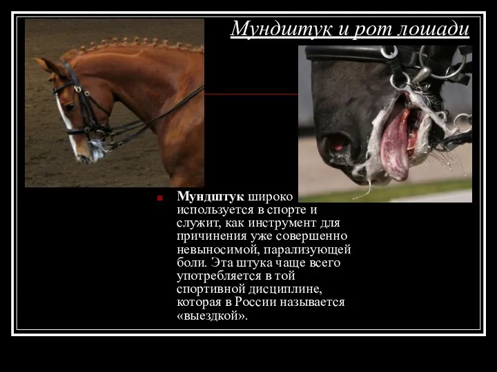 Мундштук и рот лошади Мундштук широко используется в спорте и служит,