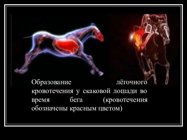 Образование лёгочного кровотечения у скаковой лошади во время бега (кровотечения обозначены красным цветом)