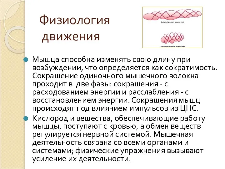 Мышца способна изменять свою длину при возбуждении, что определяется как сократимость.