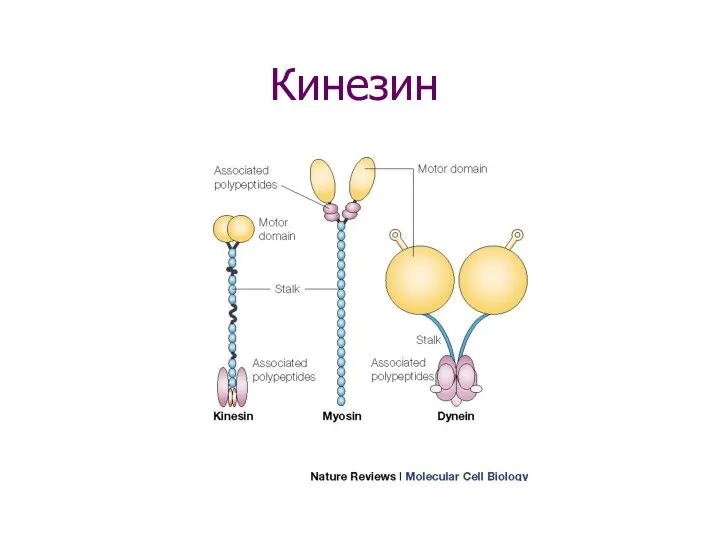 Кинезин