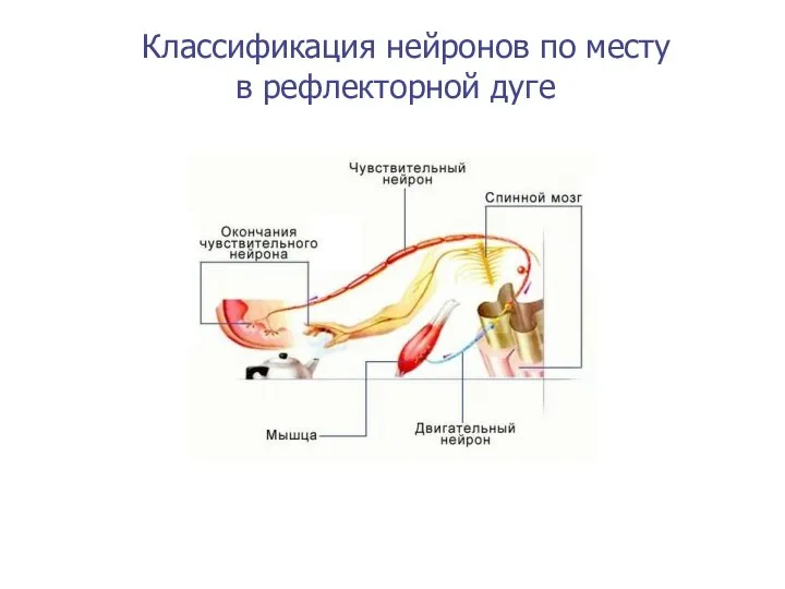 Классификация нейронов по месту в рефлекторной дуге