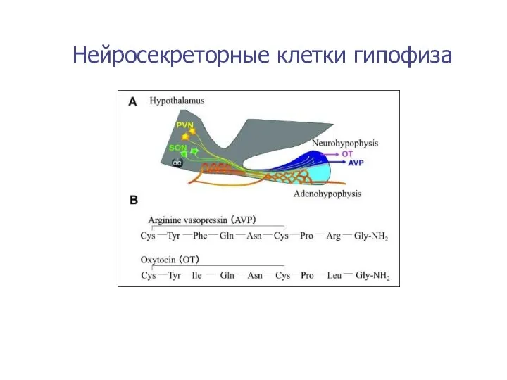 Нейросекреторные клетки гипофиза