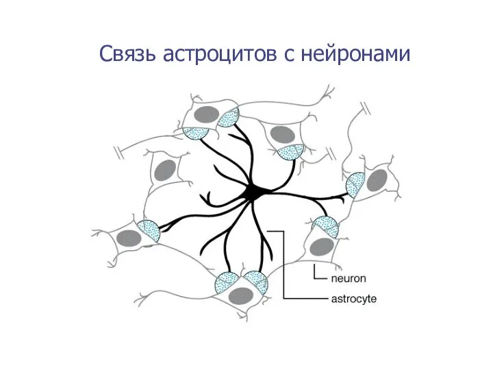 Связь астроцитов с нейронами