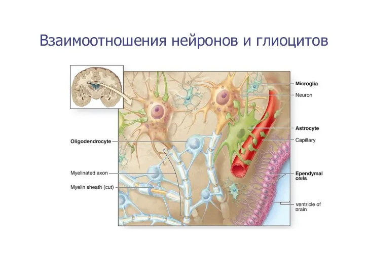 Взаимоотношения нейронов и глиоцитов