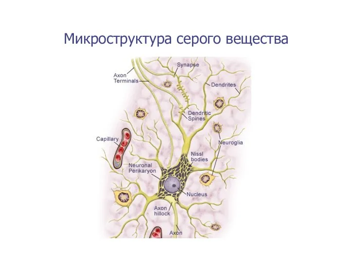 Микроструктура серого вещества