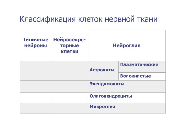 Классификация клеток нервной ткани