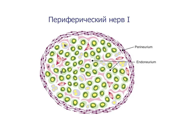 Периферический нерв I