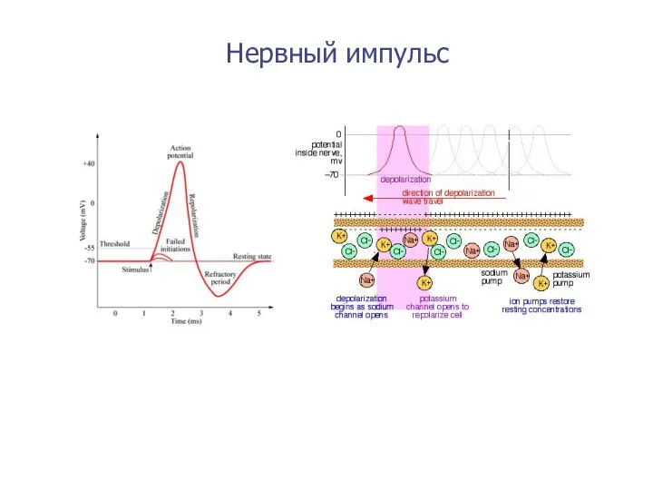 Нервный импульс