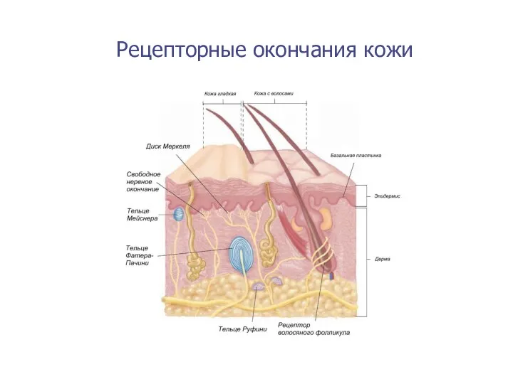 Рецепторные окончания кожи