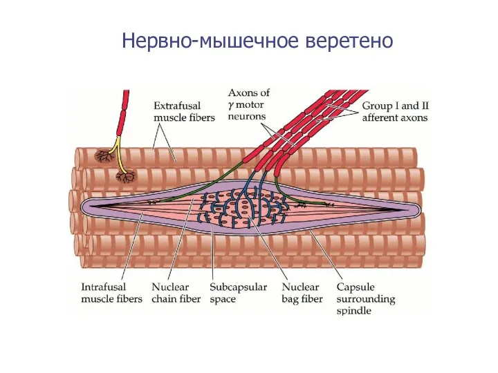 Нервно-мышечное веретено