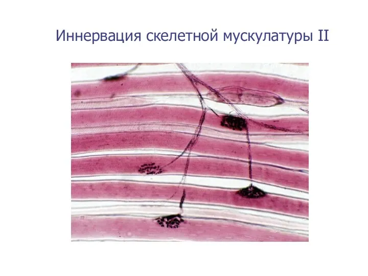 Иннервация скелетной мускулатуры II