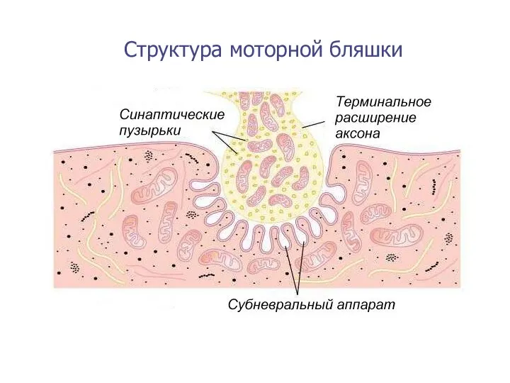 Структура моторной бляшки