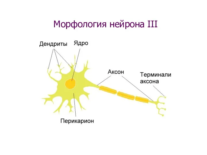 Морфология нейрона III