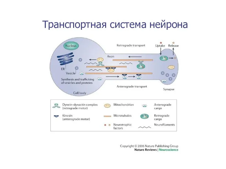 Транспортная система нейрона