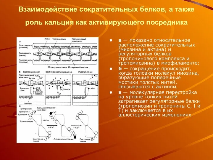 Взаимодействие сократительных белков, а также роль кальция как активирующего посредника а