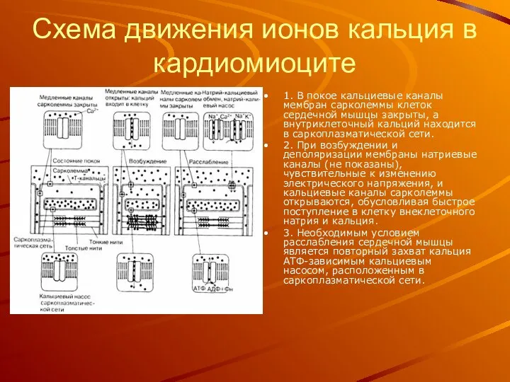 Схема движения ионов кальция в кардиомиоците 1. В покое кальциевые каналы