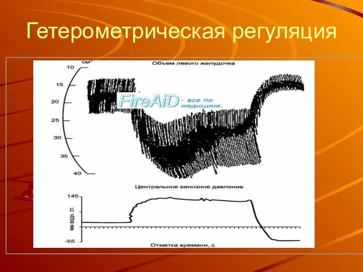 Гетерометрическая регуляция