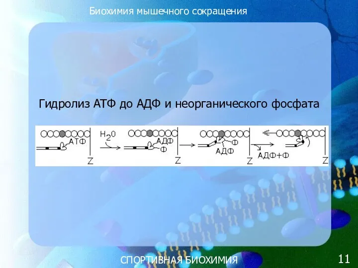 СПОРТИВНАЯ БИОХИМИЯ Биохимия мышечного сокращения Гидролиз ATФ до AДФ и неорганического фосфата 11