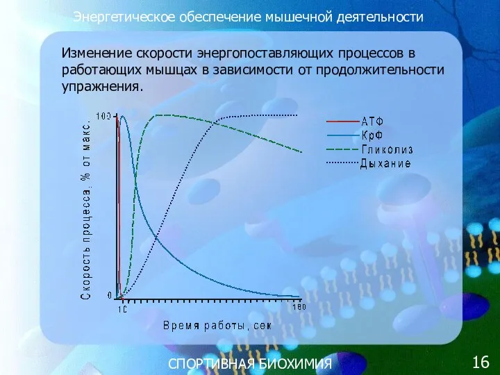 СПОРТИВНАЯ БИОХИМИЯ Энергетическое обеспечение мышечной деятельности Изменение скорости энергопоставляющих процессов в