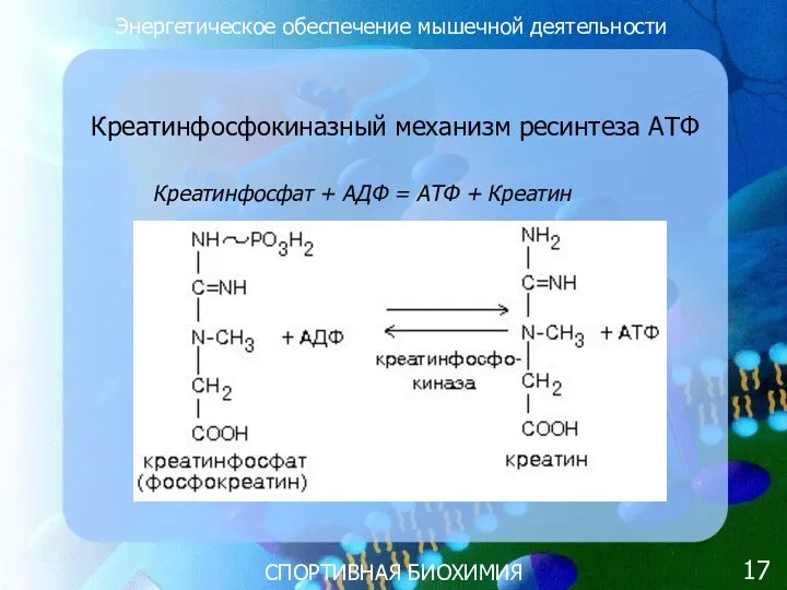 СПОРТИВНАЯ БИОХИМИЯ Энергетическое обеспечение мышечной деятельности Креатинфосфокиназный механизм ресинтеза АТФ Креатинфосфат