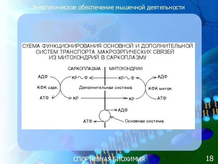 СПОРТИВНАЯ БИОХИМИЯ Энергетическое обеспечение мышечной деятельности 18