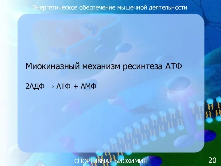 СПОРТИВНАЯ БИОХИМИЯ Энергетическое обеспечение мышечной деятельности Миокиназный механизм ресинтеза АТФ 2AДФ → АТФ + АМФ 20