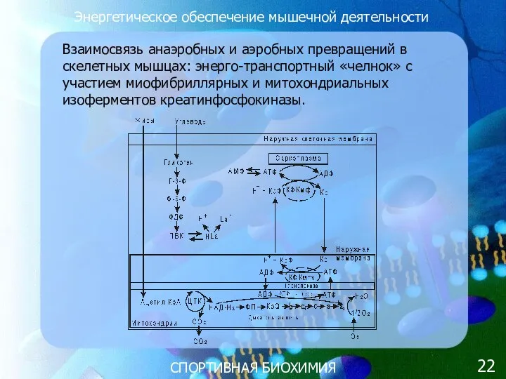 СПОРТИВНАЯ БИОХИМИЯ Энергетическое обеспечение мышечной деятельности Взаимосвязь анаэробных и аэробных превращений