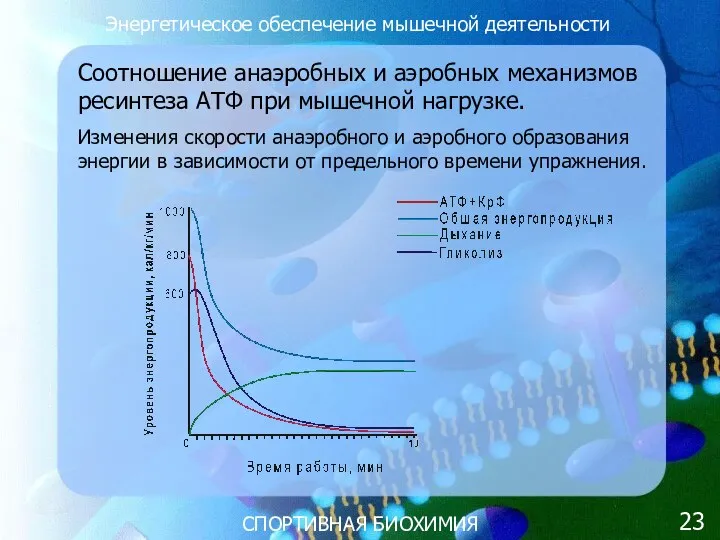 СПОРТИВНАЯ БИОХИМИЯ Энергетическое обеспечение мышечной деятельности Соотношение анаэробных и аэробных механизмов