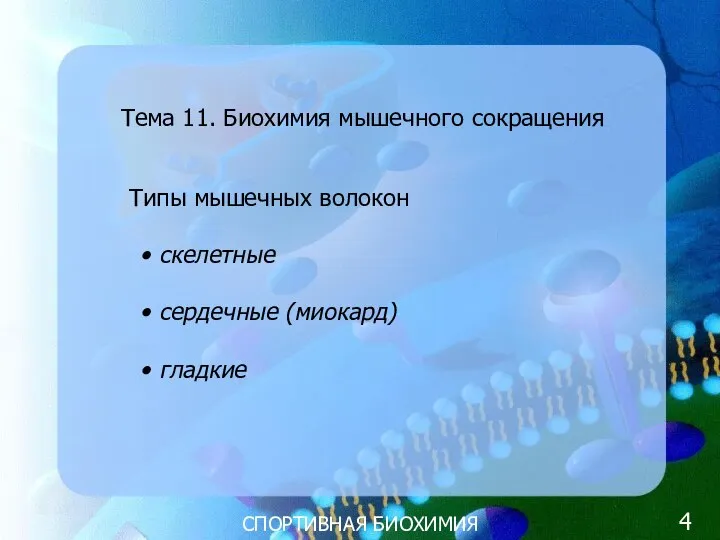 СПОРТИВНАЯ БИОХИМИЯ Тема 11. Биохимия мышечного сокращения Типы мышечных волокон скелетные сердечные (миокард) гладкие 4